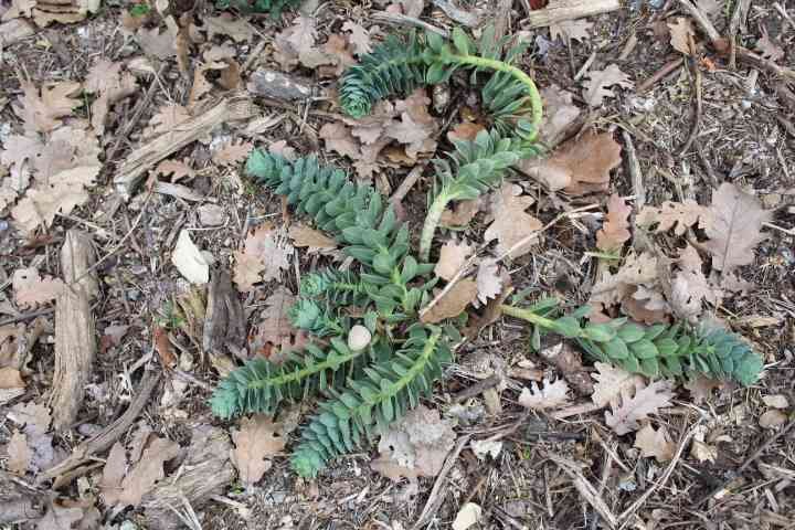 Une Euphorbia myrsinites, une plante vivace rampante, photo gratuite