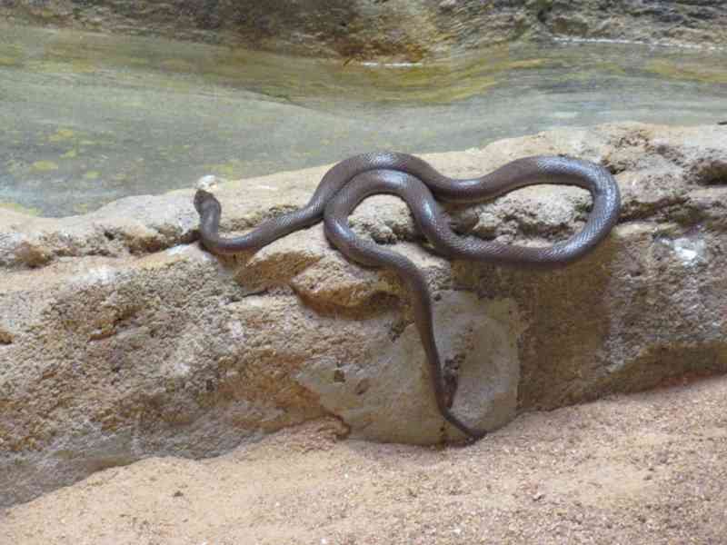 Serpent mamba brun en chasse au bord d'un court d'eau photo gratuite