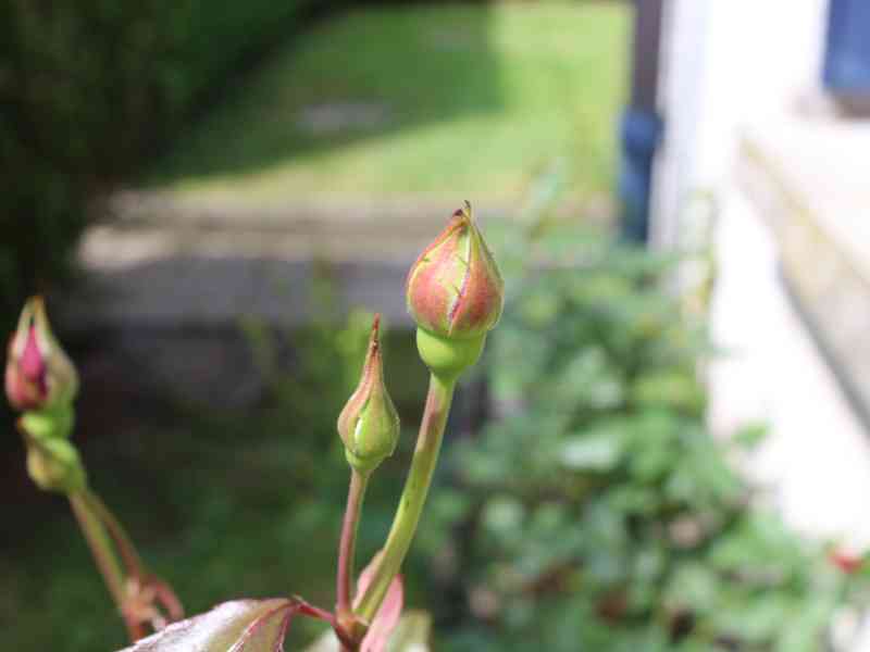 Blooming red rose and rosebuds