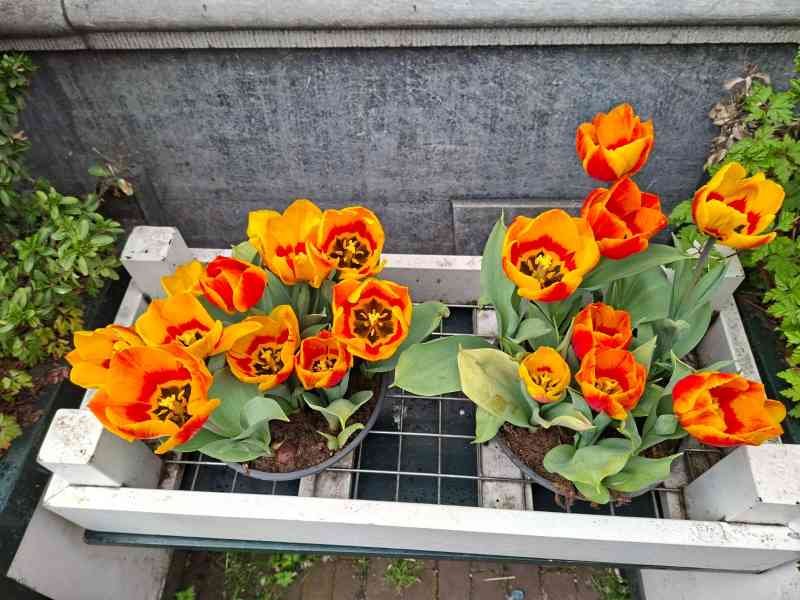 Tulipes, photo gratuite