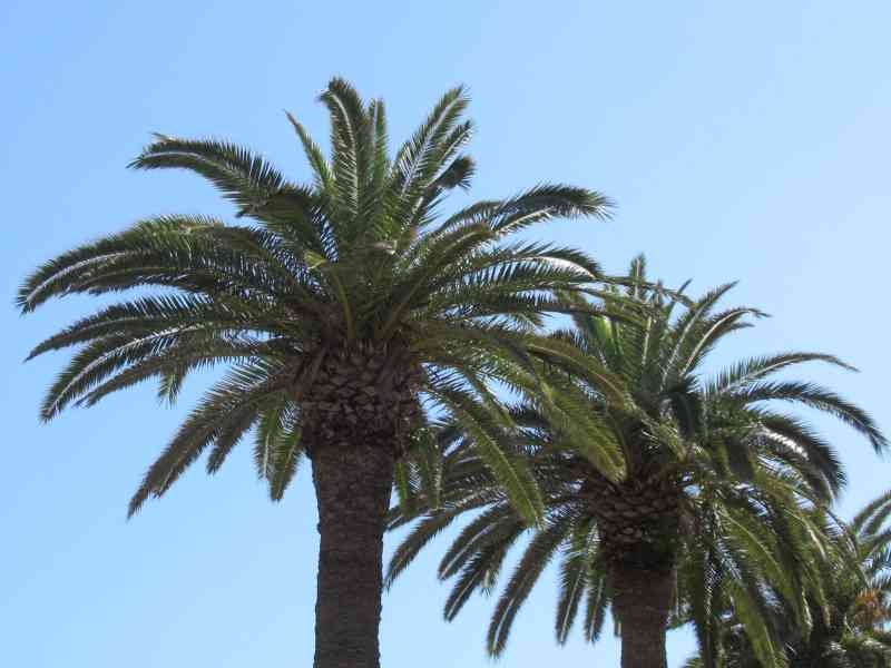 Palmier dattier des canaries  photo gratuite- Kostenloses Foto der Kanarischen Dattelpalme