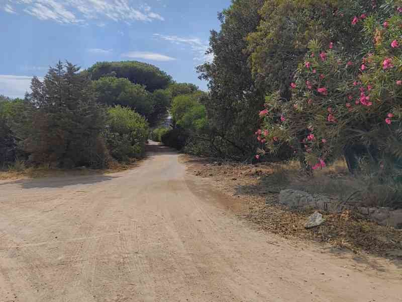 Un chemin de terre borné d'arbres, photo gratuite