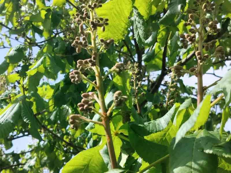 Bourgeons du marron d'Inde