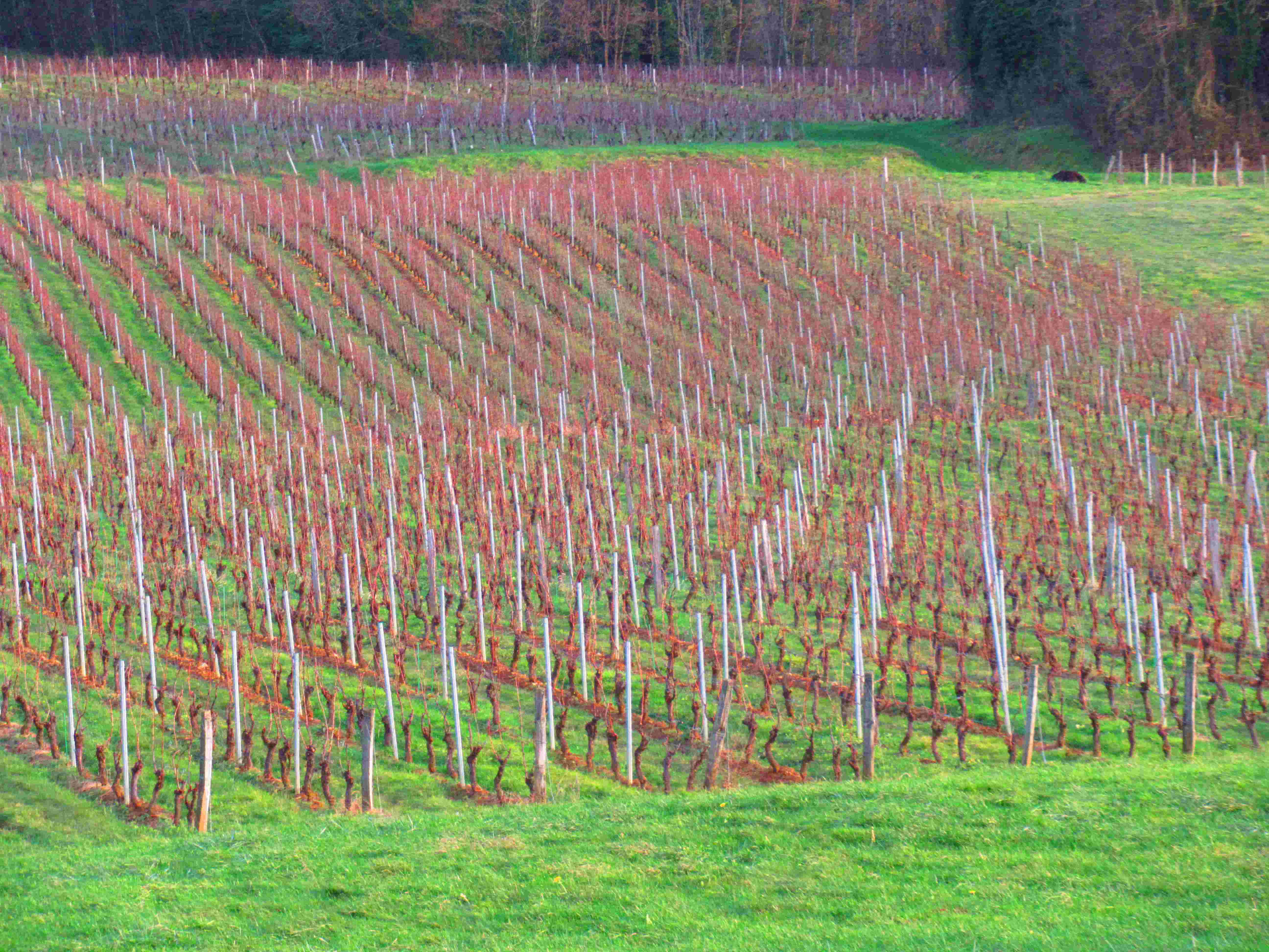 Vigne à Passenans dans les coteaux du Jura - France
