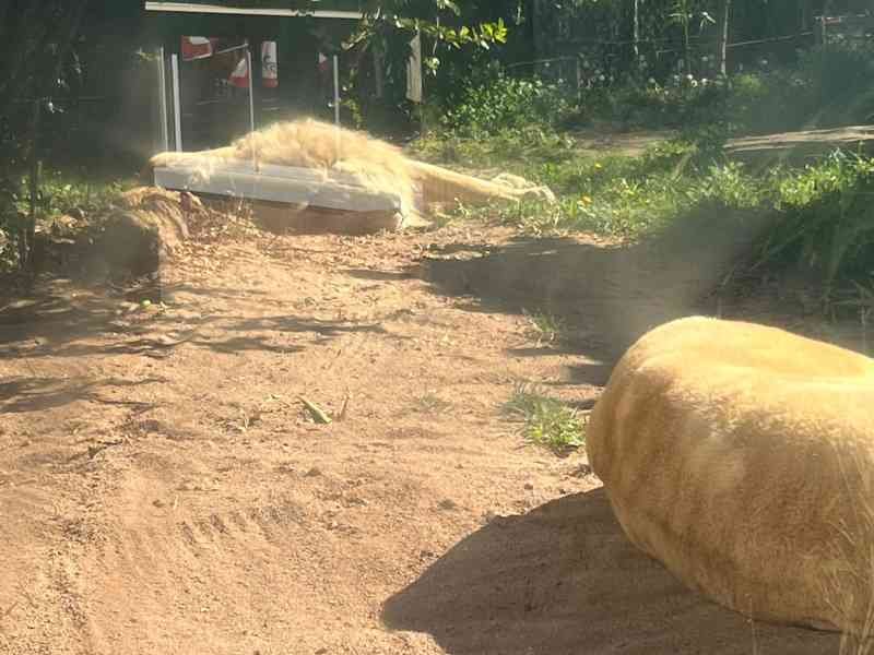 Lion, Zoo d'Amnevile, Lorraine, Moselle, photo gratuite