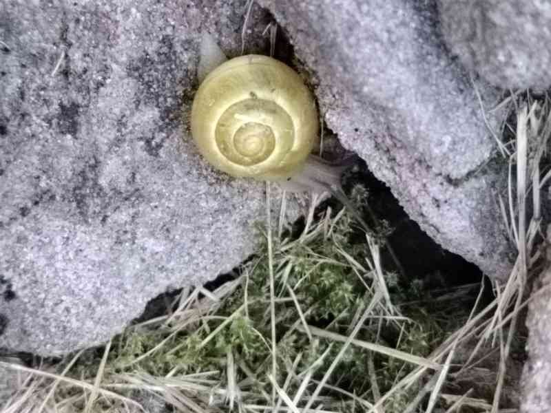 Escargot de jardin, photo gratuite