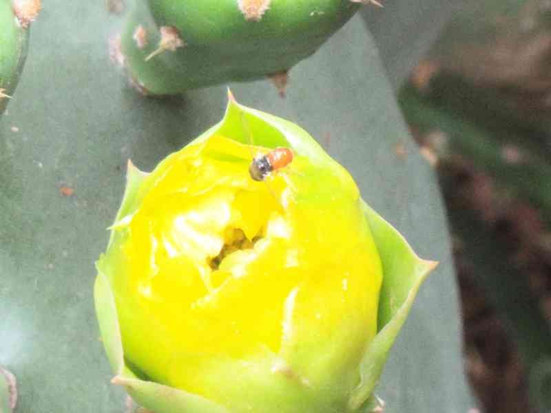 Gros plan sur un figuier de barbarie du zoo de Rabat