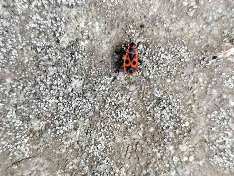 Gendarme Petit insecte rouge et noir