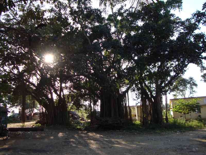 Un Banian, arbre national de l'Inde, photo gratuite