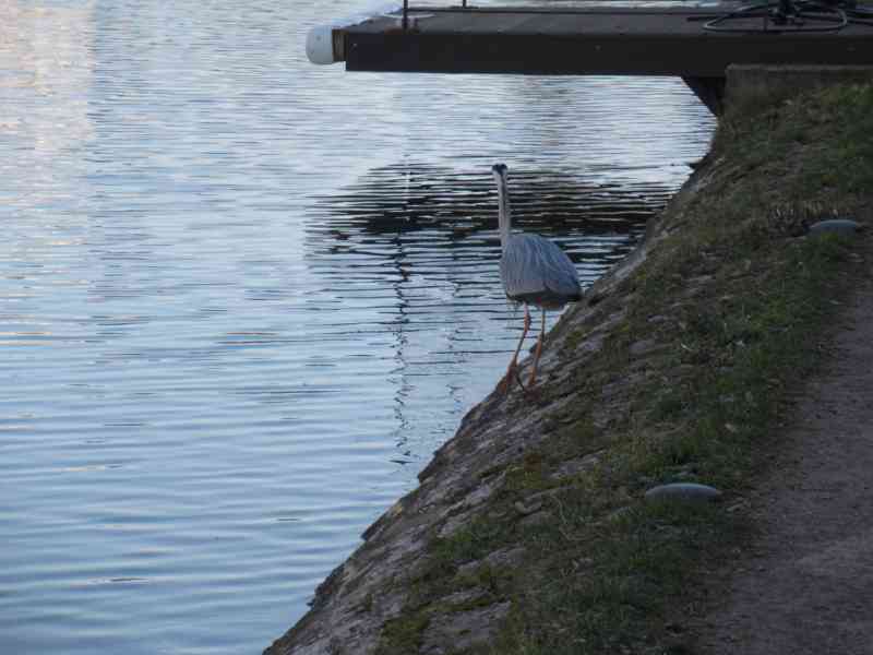Wader at the water's edge