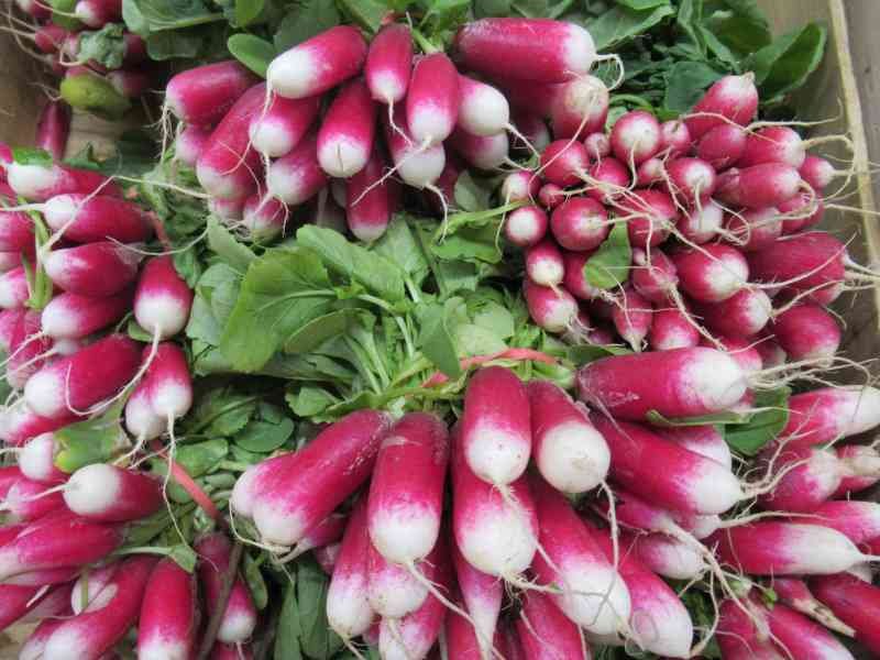 Radis de jardin, photo gratuite