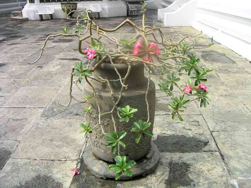 Un pot de fleurs dans un temple Thaïlandais photo gratuite
