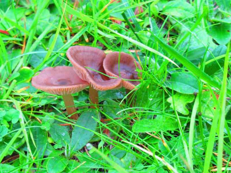 trois champignons bruns dans l'herbe