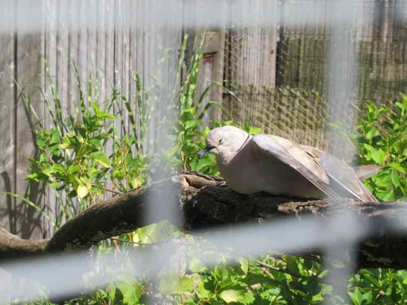 tourterelle turque de couleur claire dans un jardin