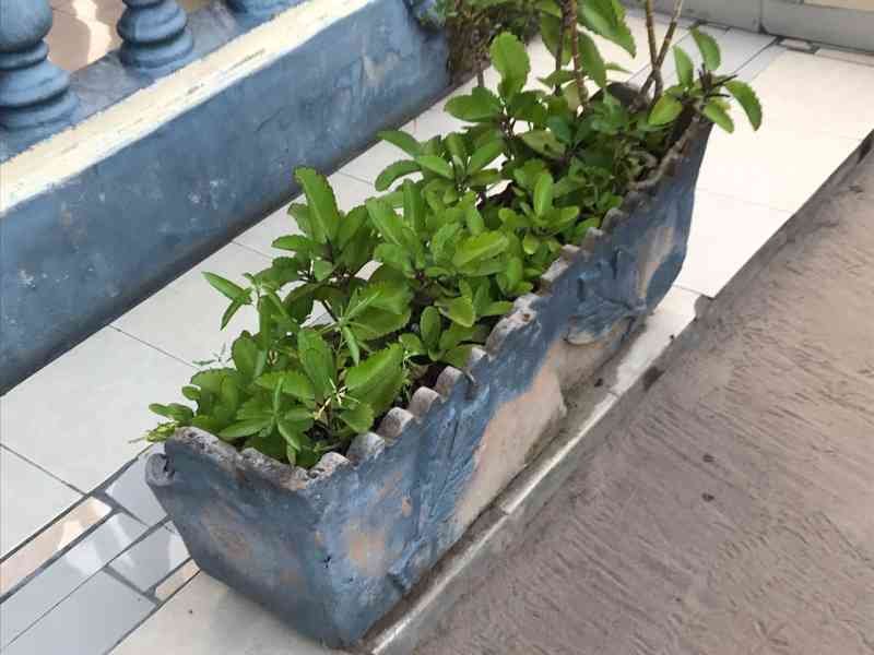 Jardinière extérieure avec plantes vertes photo gratuite