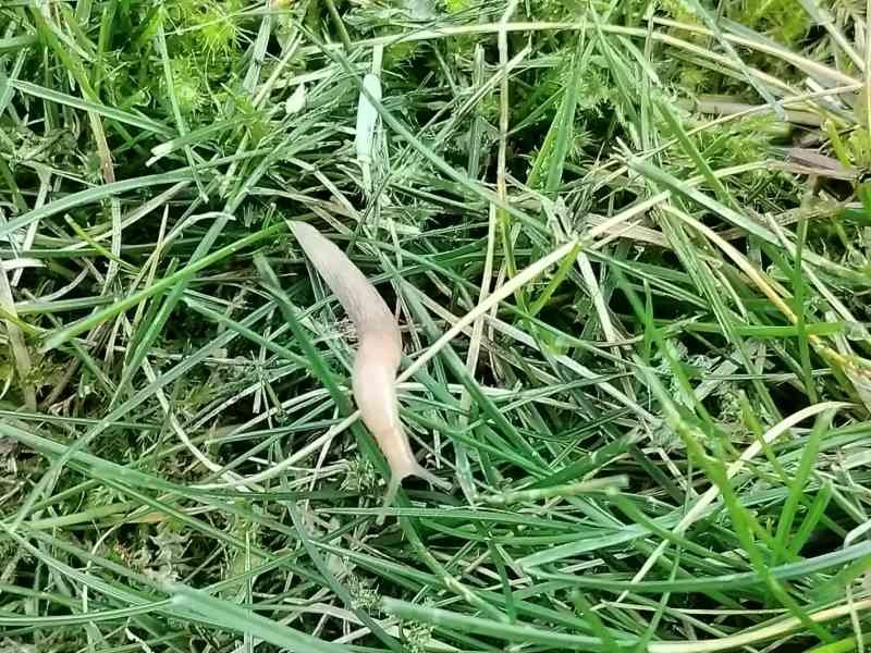 Limace grise sur de l'herbe verte