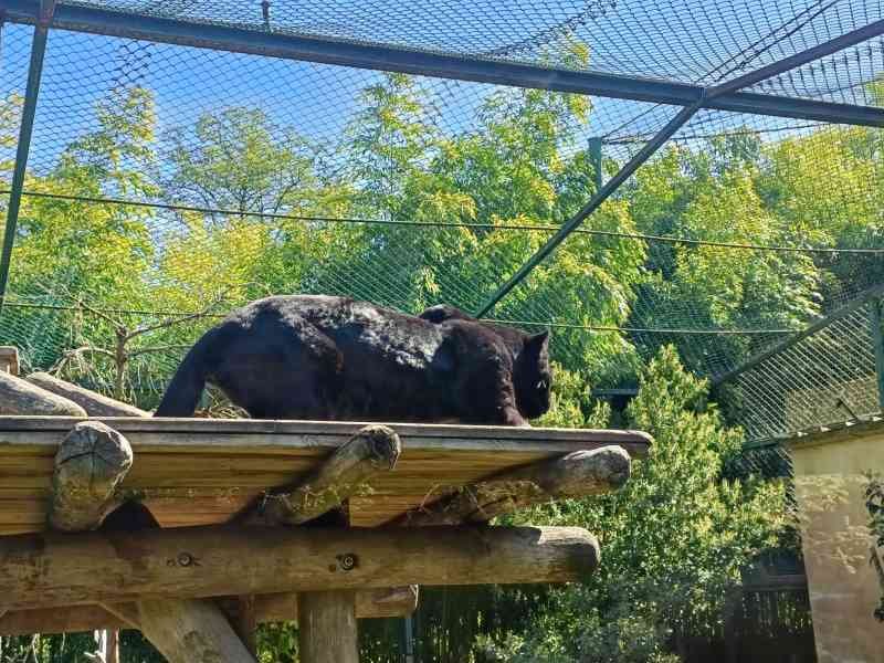 Panthère dans le Zoo d'Amneville, Lorraine, Moselle, photo gratuite