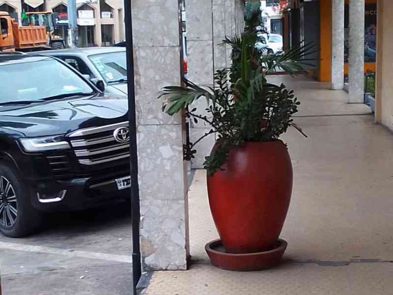 Pot de fleurs photo gratuite