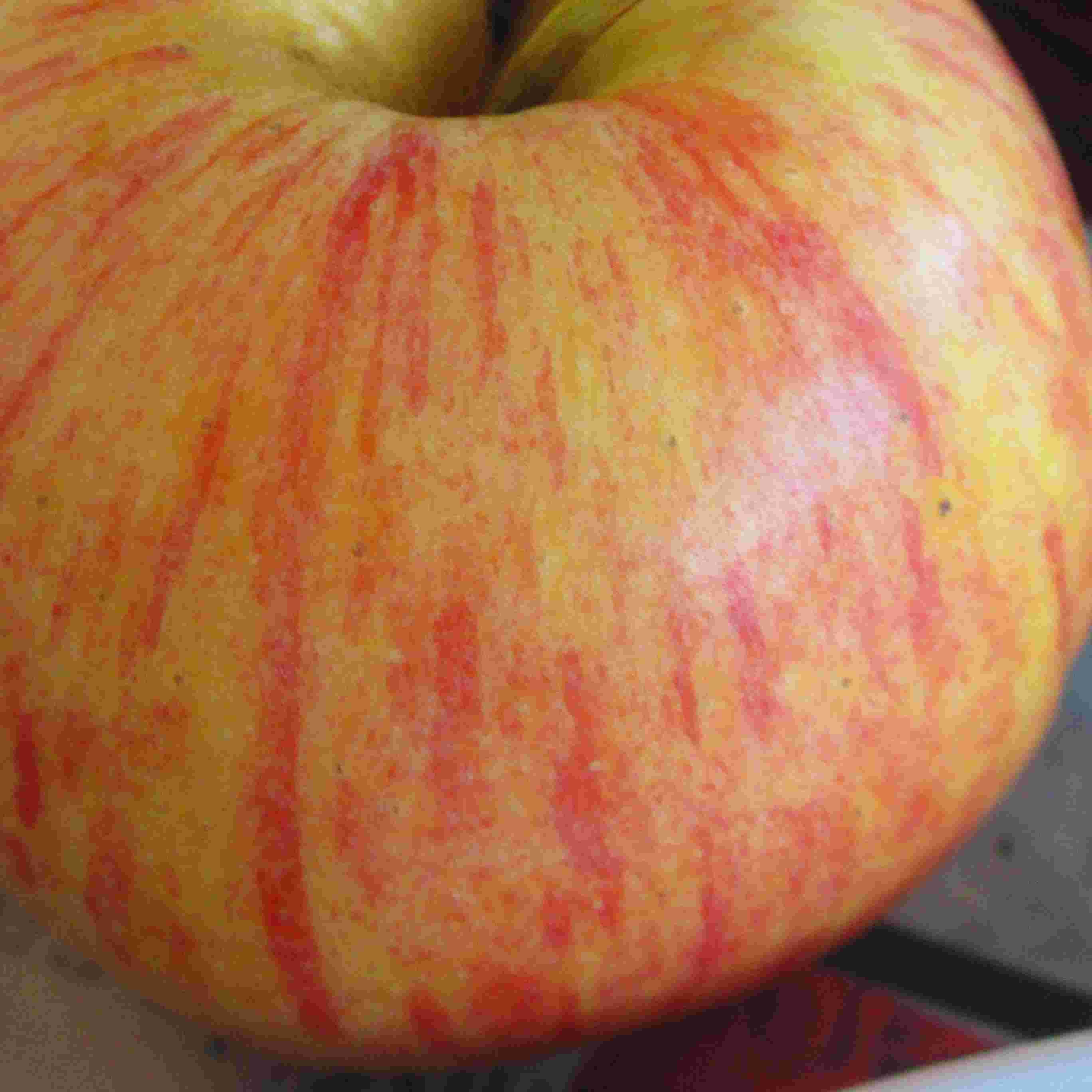 Pomme royal gala
