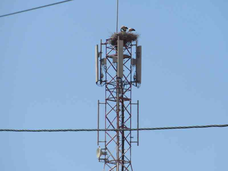 Antenne relais avec nid de cigognes