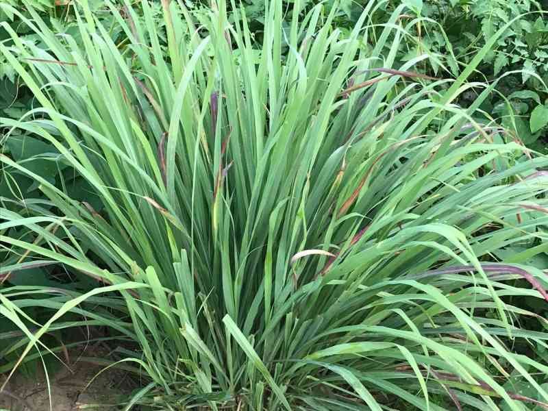 Citronnelle fraîche cultivée en extérieur photo gratuite