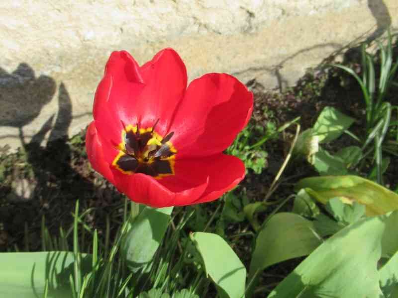 Tulipe rouge, fleur, photo gratuite