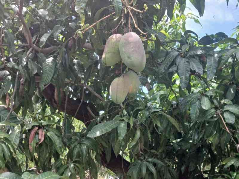 Mangues suspendues à un manguier, photo gratuite