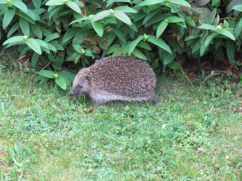 Hérisson dans les herbes