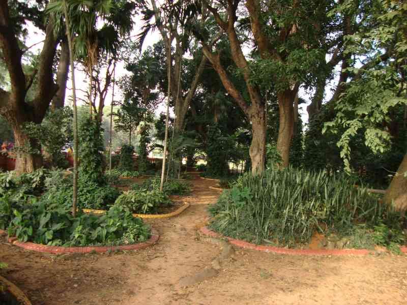 Un jardin caractérisé par des allées de terre battue sinueuses et une végétation dense, photo gratuite