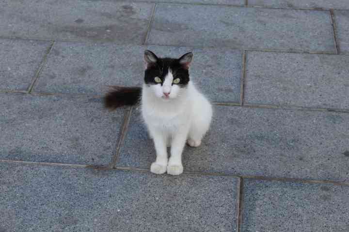 Chaton noir et blanc