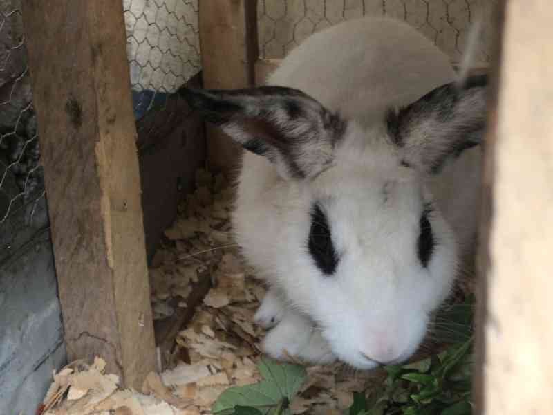Un lapin blanc dans une cage photo photo gratuite