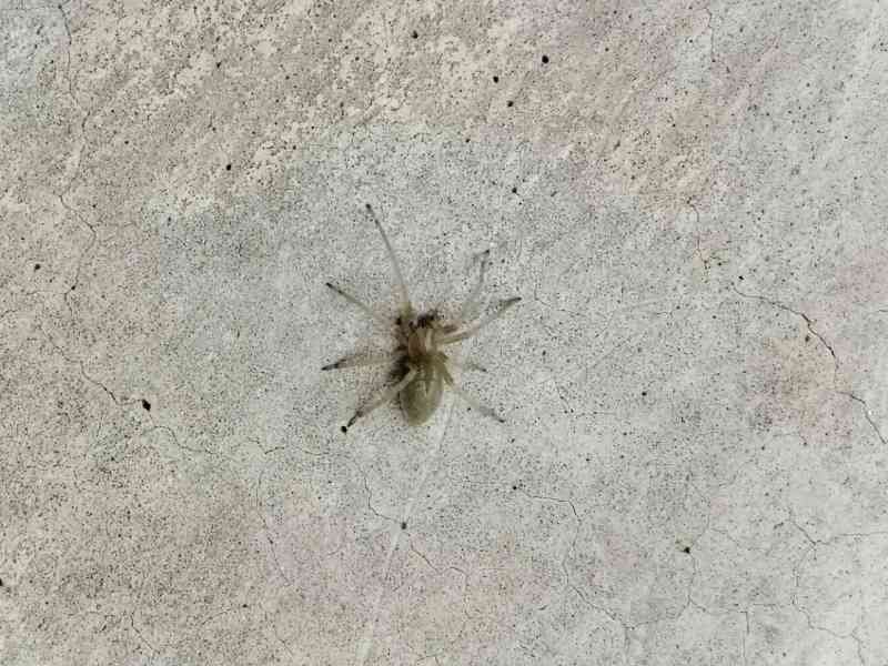 Araignée jaune sur le sol