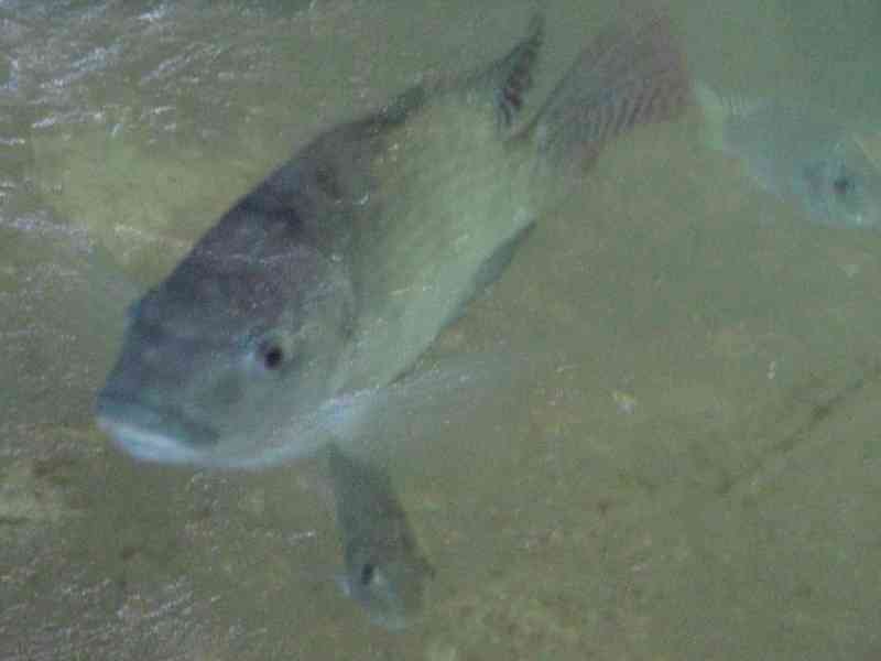 Poisson dans l'eau, carpe qui nage photo gratuite