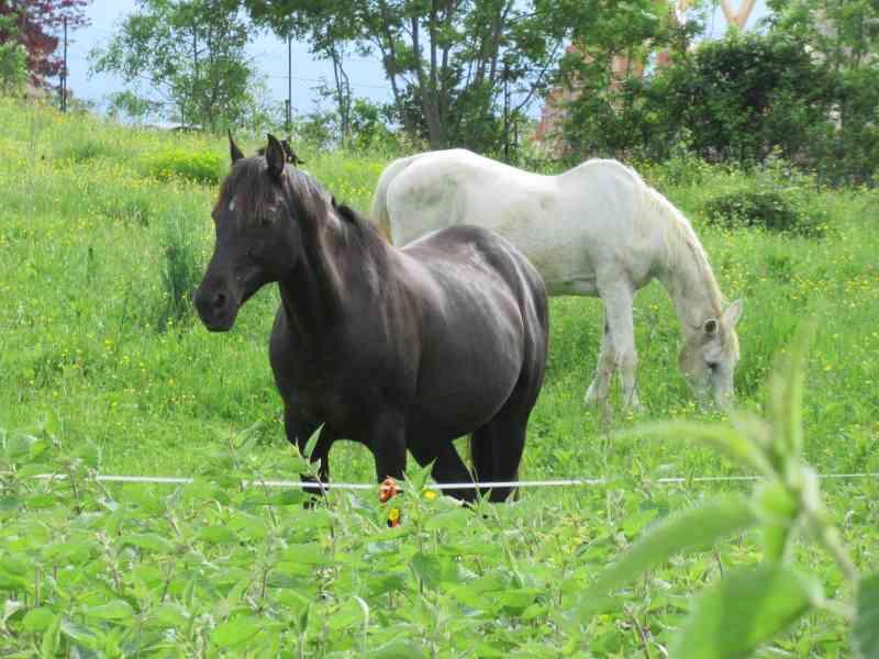 Chevaux au pré, équidés