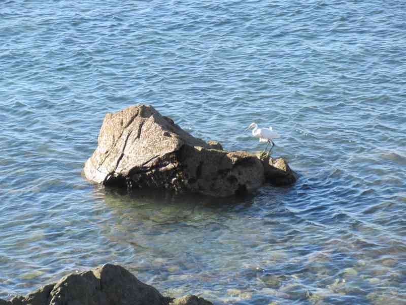 Goéland leucophée sur un rocher au milieu de la mer