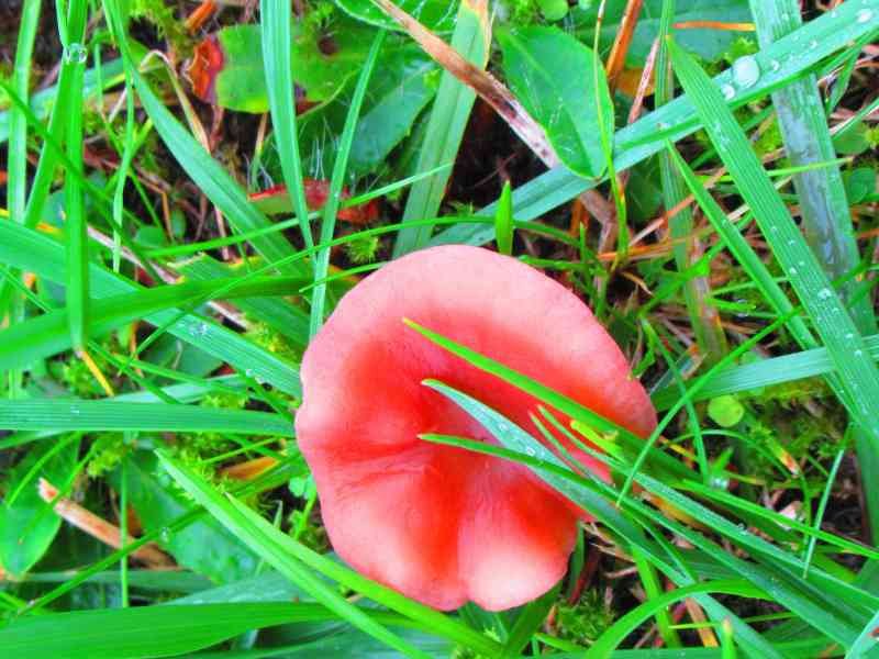 Petit champignon brun dans l'herbe