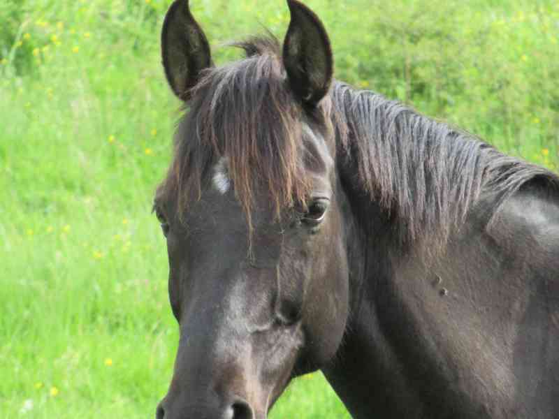 Cheval au pré, équidé
