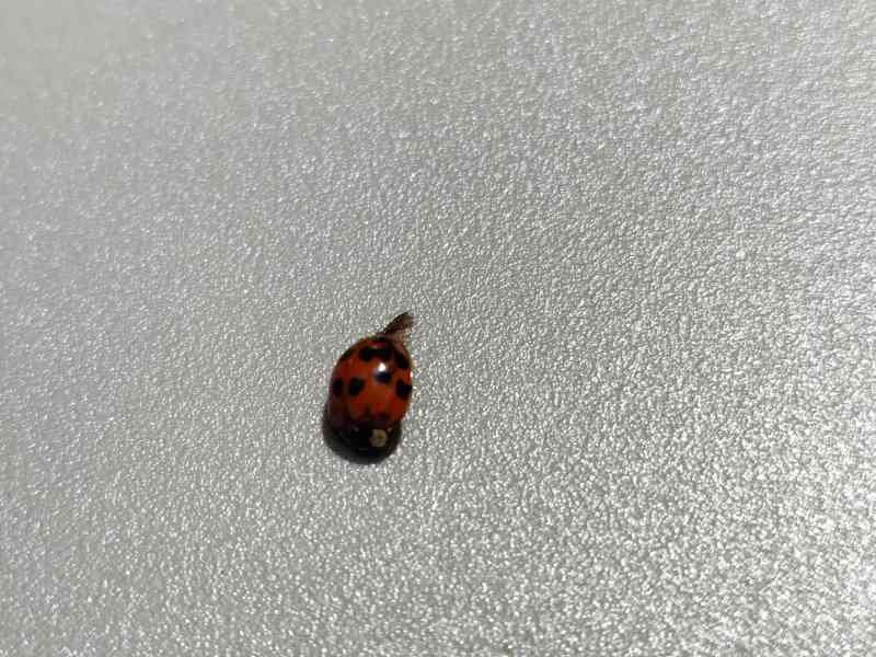 Coccinelle photo gratuite