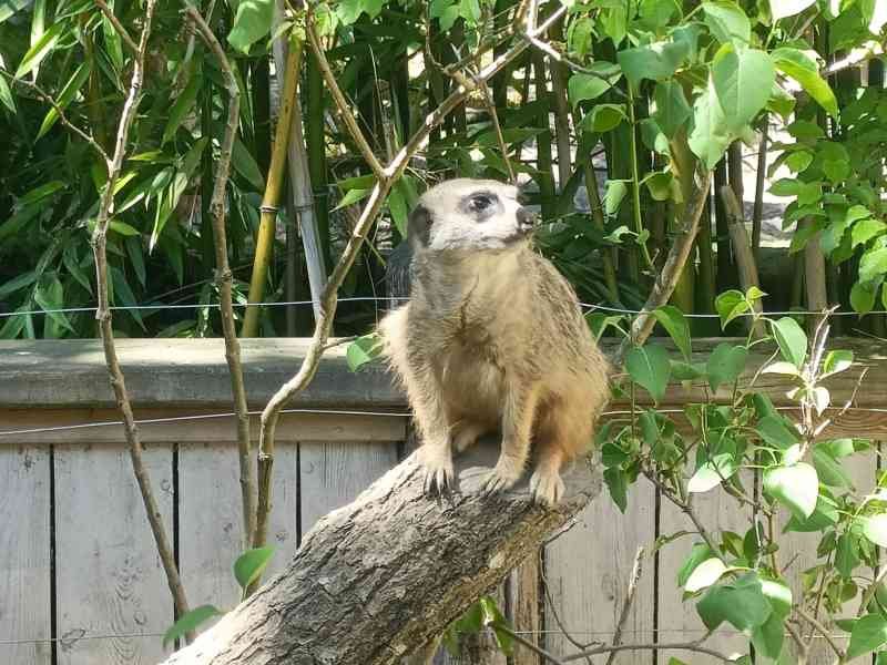 Suricate, Zoo d'Amneville, Moselle, Lorraine, photo gratuite