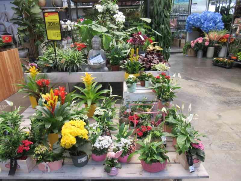 Plantes d'intérieur dans une jardinerie, statue de Bouddha à coté, photo gratuite