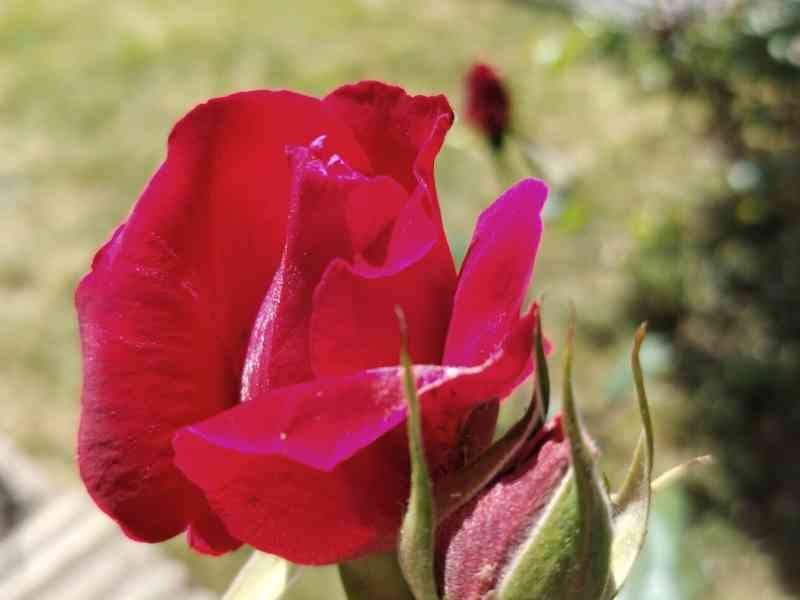 Fleur de rose rouge dans le jardin, photo gratuite