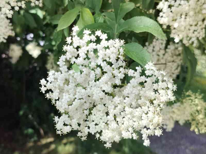 Fleurs de sureau noir, photo gratuite