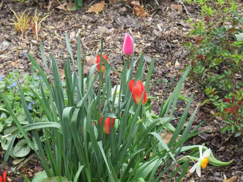 Jonquilles et tuilpes