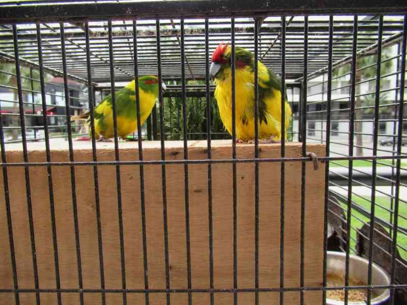 Perruches de Sparrman dans une cage photo gratuite