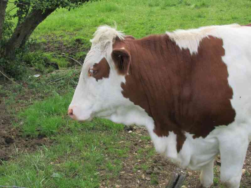 Vache de race vosgienne gros plan