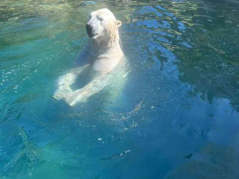 Ours polaire dans l'eau au Zoo d'Amnéville, photo gratuite