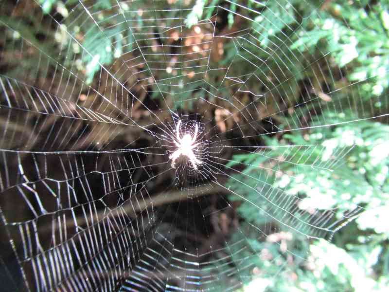 Araignée tissant sa toile