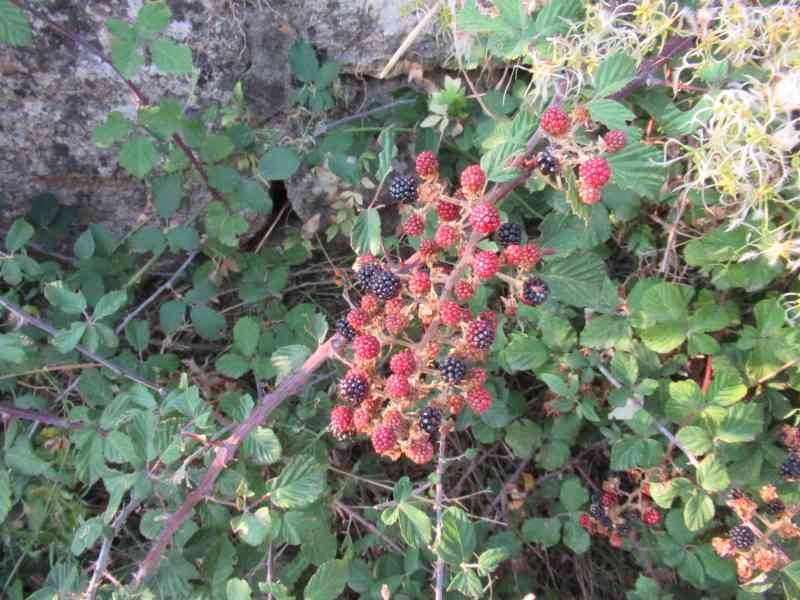 Des mûres sauvages, photo gratuite