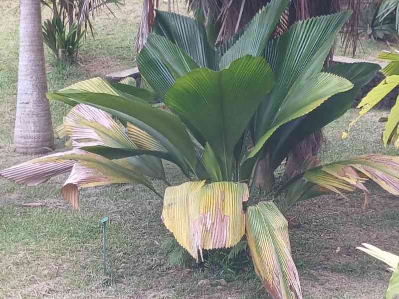 Un Johannesteijsmannia, palmier rare, photo gratuite