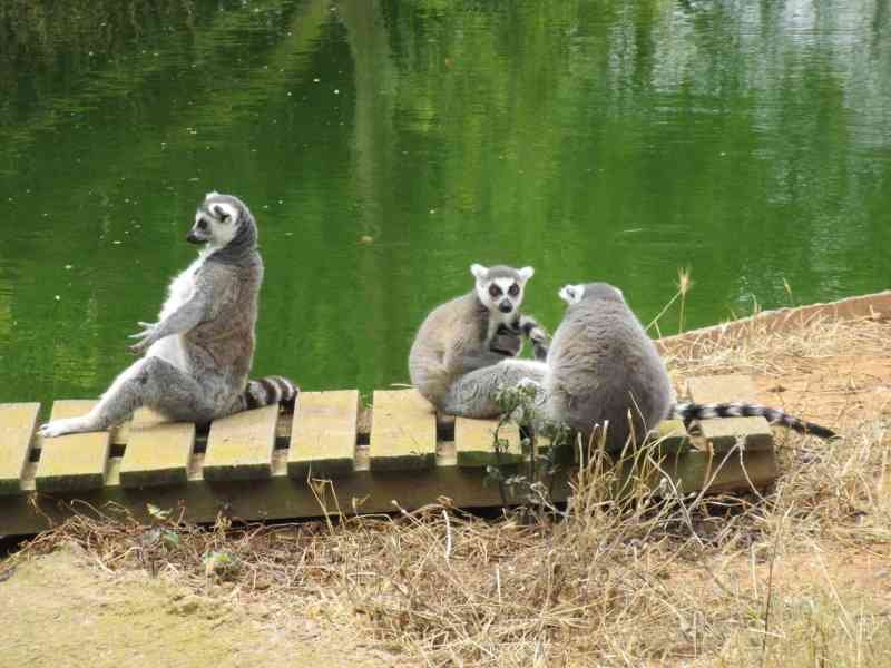 Groupe de lémuriens au zoo de Rabat au Maroc